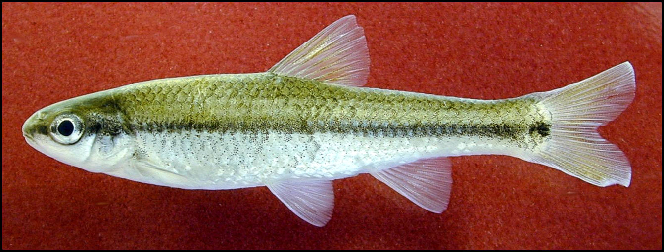 Guadalupe roundnose minnow Dionda nigrotaeniata